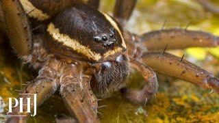 Spiders the size of RATS invade the UK in their thousands