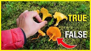 Chanterelle vs False Chanterelle