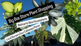 Big Box Store Plant Shopping New Houseplants at Walmart 2025 Plant Haul and Easy Care Plants