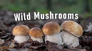 Mushroom Hunting | October 2024 | Plenty Of Edible Wild Mushrooms | Boletus edulis | Funghi Porcini