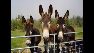 American Mammoth Jackstock is a Breed of Donkey that originated in the United States