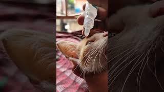 apply CIPLOX on infected eyes of Cats #eyes #infection #care #kitten #catlover #ytshorts #shorts