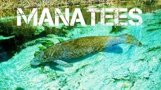 MANATEES and KAYAKING Down The Weeki Wachee River in 4K