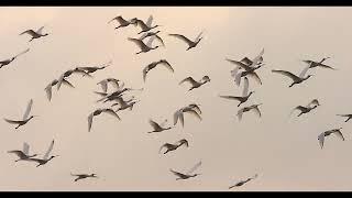 【Taijiang】Flight Exploring the life of birds (3min English)