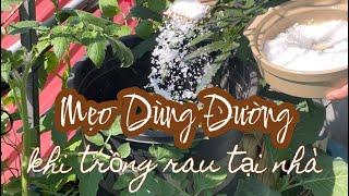 MẸO SỬ DỤNG ĐƯỜNG khi trồng rau làm vườn tại nhà #lamvuon #garden #trongrausanthuong