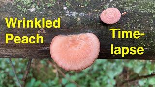 Wrinkled Peach Mushroom Time-lapse