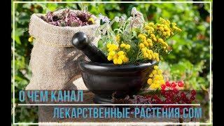 О чем канал ЛЕКАРСТВЕННЫЕ-РАСТЕНИЯ.COM (кратко и по сути)