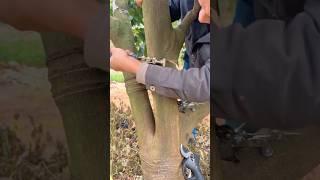 Professional Tree Girdling Technique #farmingskills @HappyFarm85