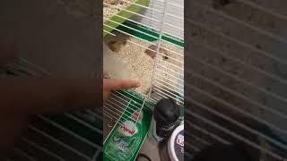 hamster killer