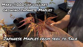 Make $1000s Growing Japanese Maples From Seed