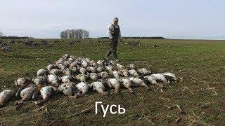 Славная Охота - на гуся