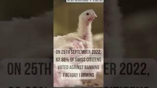 Switzerland Voted Against Banning Factory Farming  #shorts