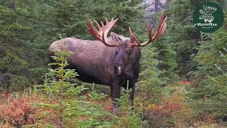 Big Alaska Bull Moose Meet Up: What Happens Next? MooseMan Video Photography Calendar