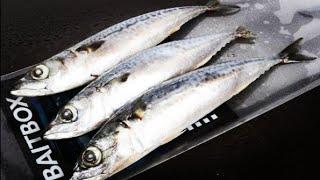 HOW TO USE MACKEREL FOR SEA FISHING - BAITING UP WITH MACKEREL