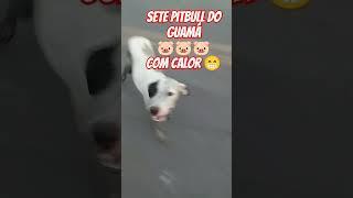 Sete pitbull  #dog #humorpet #maedepet #viralatas #filhote #cachorro #youtube #noticias #memes