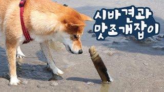 신기한 맛조개를 본 강아지 반응ㅋㅋ / 갯벌에서 맛조개 잡기/ 시바견 곰이탱이 Shibainu