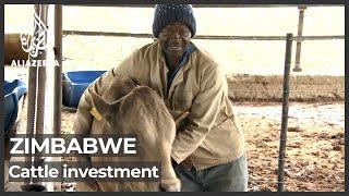 Zimbabwe inflation: Is investing in cattle the new cash cow?