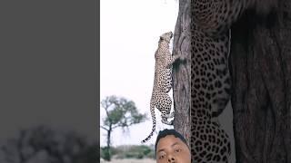 #wildlife #leopard #leapard #cheetah #leopardtrail #safari #africanleopard #animals #snowleopard #yt