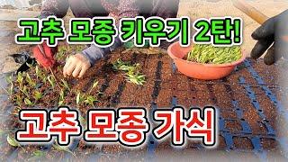 [고추 모종] 고추 모종 가식 / 고추 모종 키우기 2탄! - 농사일기