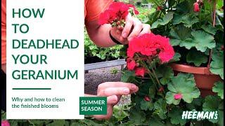 How to Deadhead a Geranium