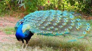 Peacock Bird, The Indian Peafowl, Most clear sounds 4k different videos & Mor Peacock dance