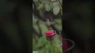 Hummingbird at a feeder #sonyfx30 #4k