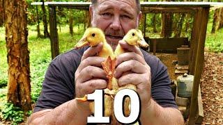 10 Reasons Why NOT to Keep Ducks?