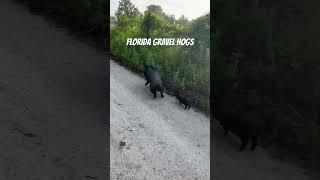 Summer is hot, the hogs are running.  #floridaadventure #cyclist #floridaman #bike #gravel