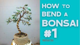 How to bend a Bonsai #1 - Olea Europea | Bonsaifly #shorts