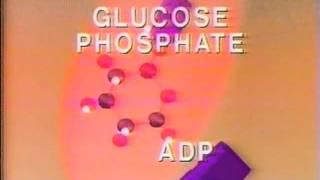 cellular respiration pt. 2:  glycolysis