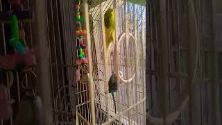 mi corazones chikito#birds #cotorritos#ranchhouse