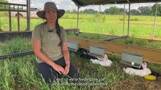 Day on the Farm: Rabbits