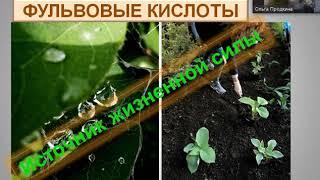 ФУЛЬВОВЫЕ КИСЛОТЫ - ИСТОЧНИК ЖИЗНЕННОЙ СИЛЫ!