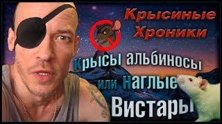 Крысы альбиносы, или наши вистары и Тошка. (Fancy Rats | Декоративные крысы)