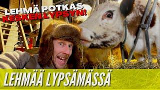 LEHMÄ POTKAS KESKEN LYPSYN! // Pienen karjatilan arkea