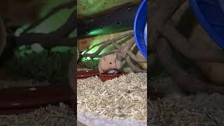 Хомяк кушает одуванчик￼  В￼идео с хомяками #яхрумка