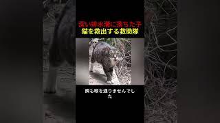 深い排水溝に落ちた子猫を救出する救助隊