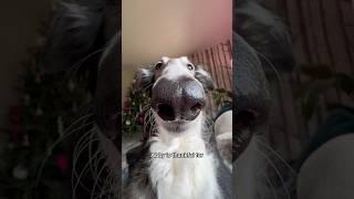 happy floofsgiving #borzoi #silkenwindhound #thankful #shorts #floofy #puppy #sisters