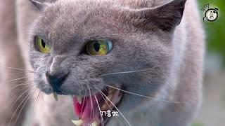 Angry Cat Sound｜Make your Cat or Dog Go Crazy