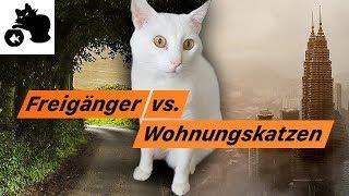 Freigänger Katze vs. Wohnungskatzen / Katzenhaltung Vorteile + Nachteile