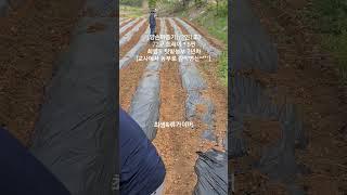 최샘네 (텃밭)고추 심는 날~[양손파종기] (2인1조)72구 트레이 * 5판최샘 = 텃밭농부 2년차[교사에서 농부로 깜짝변신^^°°] #shorts #양손파종기 #고추심기