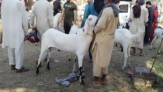 kitne Ka Liya  | Shahpur Kanjra | Live Soda | Qurbani 2024