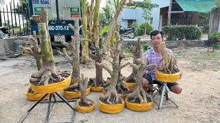 PHƯƠNG BÌNH ngày 13/3/2025 (#0978160578 PHƯƠNG ) PHÔI MAI VÀNG, TỨ QUÝ  @bonsai Can Tho