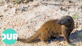 Mongoose: The Story Of An Unlikely Predator | Our World