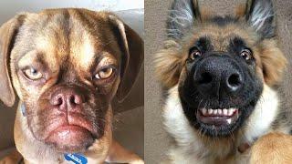  Dogs So Funny  You'll Want to Watch Them Again!  They'll Make You LAUGH OUT LOUD!