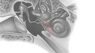 Sound Traveling through an Ear | Jones & Bartlett Learning