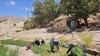 The nomadic life of the Becker family in the mountains of Iran and endless hardships