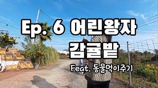 제주 육아 Ep. 6 어린왕자감귤밭