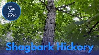 Tree of the Week: Shagbark Hickory