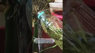 Monstera Deliciosa Aerial Roots into water Results | Grow your monstera deliciosa fast | IndoorPlant